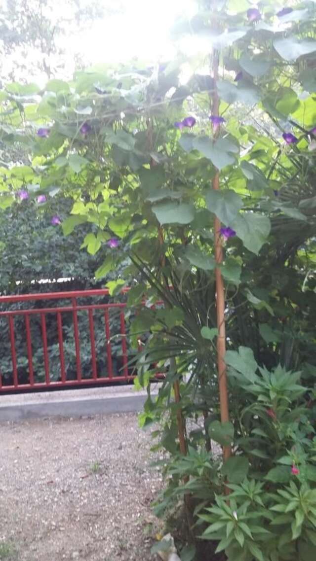 Гостевой дом Guest House Karina Пицунда-47